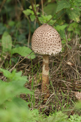 A Parasol Mushroom, Macrolepiota procera, growing at the edge of woodland in the UK.