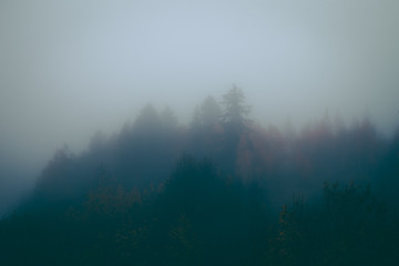 mysterious autumn landscapes covered with heavy fog