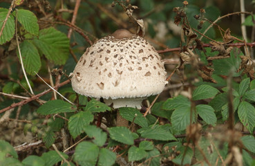 A Parasol Mushroom, Macrolepiota procera, growing at the edge of woodland in the UK.