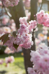 pink cherry flower in a tree branch outside. Vintage close up