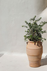 Flower pot on the background of the wall in discreet noble olive colors