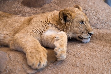Fototapeta na wymiar Cute lion cub resting on the rock
