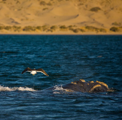 Ballena franca austral o meridional (Euabalaena australis),Puerto Piramides, Peninsula Valdes,...
