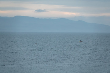 Killer whale swims near the fishermen's boat