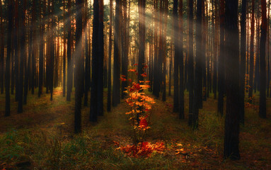 Obraz premium Forest. Sunny morning. Good weather for a walk in nature. Sun rays penetrate the branches of trees.