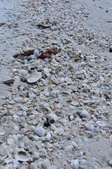 Background of Seashells and pebbles on the beach