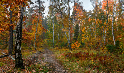 Obraz premium Forest. Good autumn weather for a walk in nature. Autumn colors attract attention.