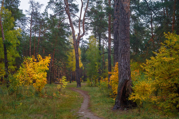 Obraz premium Forest. Good autumn weather for a walk in nature. Autumn colors attract attention.