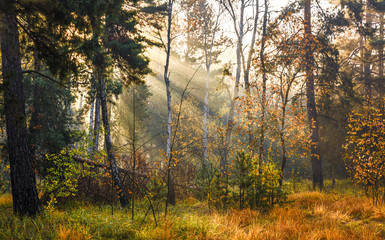 Forest. Sunny morning. Good weather for a walk in nature. Sun rays penetrate the branches of trees.