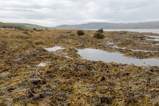 Wet seaweed kelp surface close up at low tide