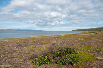 Typical forest of downy birches growing in Swedish and Norwegian Mountains.