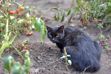 A black cat sits on the ground in a garden and looks back looking back.
