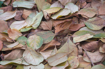 An image of fallen leaves of trees in autumn