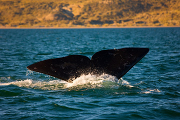 Ballena franca austral o meridional (Euabalaena australis),Puerto Piramides, Peninsula Valdes,...