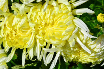 Beautiful autumn chrysanthemum flowers. Park, nature.