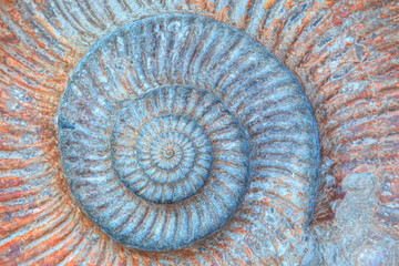 Closeup of ammonite prehistoric fossil - Oxford University Museum of Natural History - obrazy, fototapety, plakaty