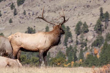 Naklejka na ściany i meble Bull Elk in Autumn in Colorado