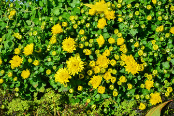 Beautiful autumn chrysanthemum flowers. Park, nature.