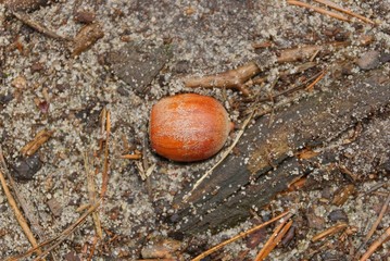 brown dry acorn lies on gray sand