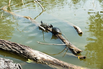Turtles stretched out in the sun