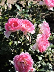 pink flowers in the garden