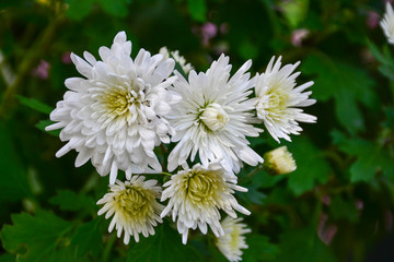 Beautiful autumn chrysanthemum flowers. Park, nature.