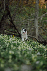 Border Collies like as bunny in the dark forest