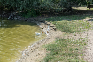 Pair of white ducks