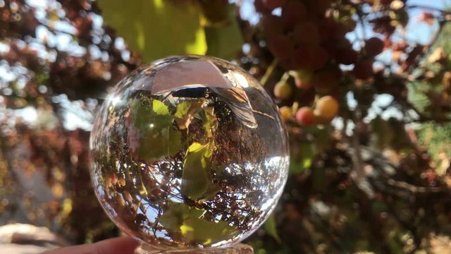 autumn winery, vineyard, female hand holding magic crystall ball over beautiful nature landscape with red grapes, beautiful sunny day
