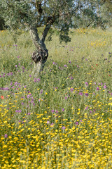 Olivenbäume in einer Wiese