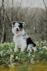 Border Collies like as bunny in the dark forest