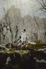 Border Collies like as bunny in the dark forest