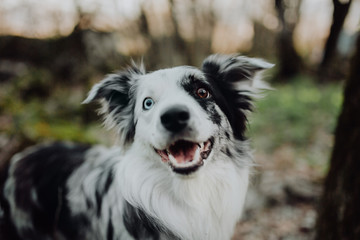 Border Collies like as bunny in the dark forest