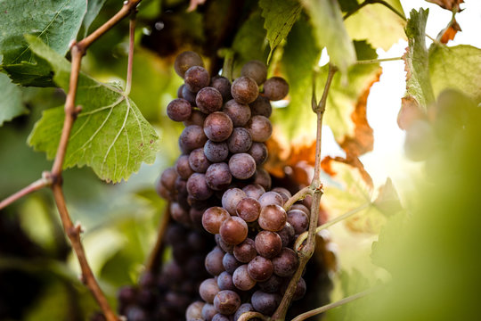 horizontal picture of grapes