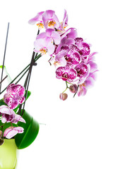 Orchid Flowers Isolated on White Background with Copy Space. Selective focus.