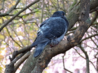 pigeon on a tree