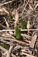 Equisetum telmateia