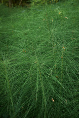 Equisetum telmateia