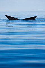 Fototapeta premium Ballena franca austral o meridional (Euabalaena australis),, Peninsula Valdes, Patagonia, Argentina