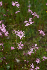 Fototapeta premium Lychnis flos-cuculi