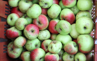 box of organic apples