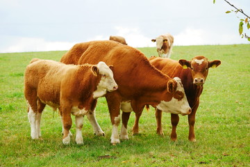 Kühe mit Kälbern bei Langhennersdorf Sachsen