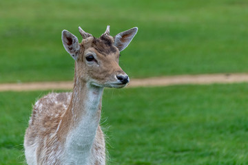 Fallow deer (dama dama)
