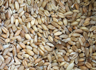 background varieties of seed of ancient grains a