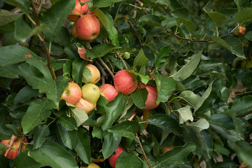 Malus domestica