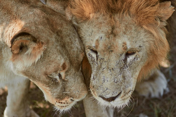 Close-up portrait of lions. Lion and Lioness rub their faces. Scarred lion face. Predator s love.