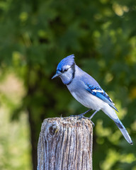blue jay