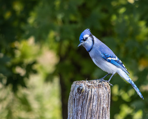 blue Jay