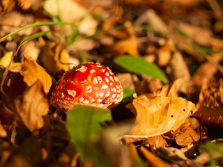 Fly Amanita mushroom in autumn light in the forest in fall.