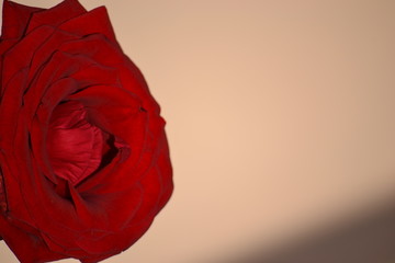 red rose on black background
